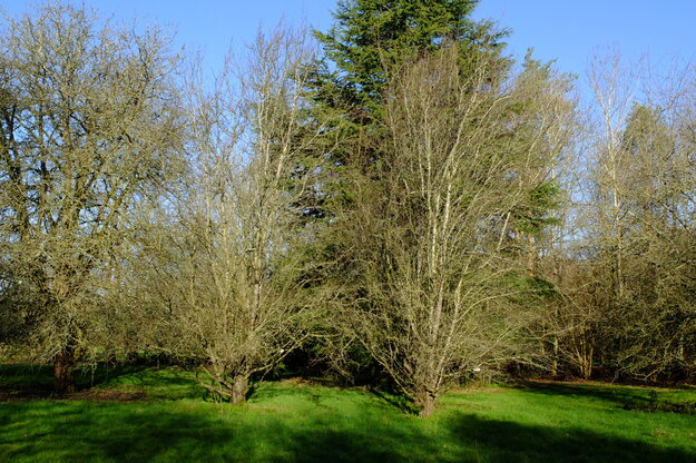February tree photo