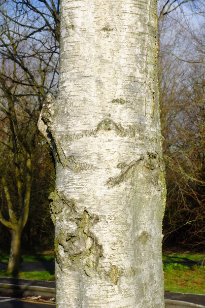 February close-up photo