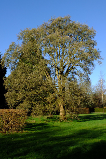 Photo of Quercus suber