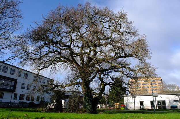 February tree photo