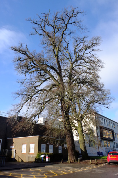 February tree photo