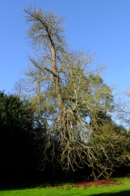 February tree photo