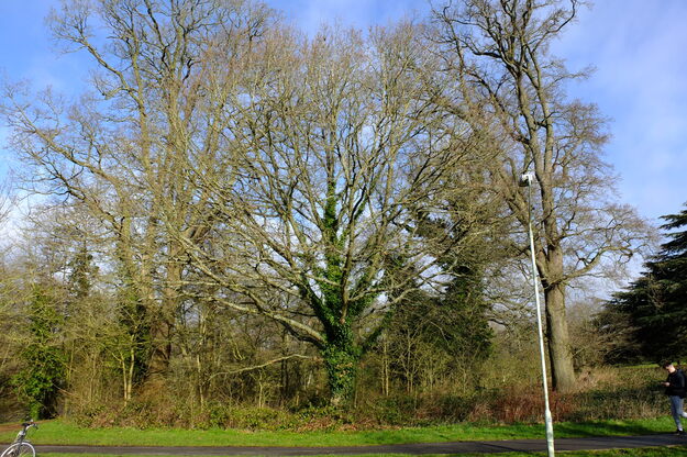 February tree photo