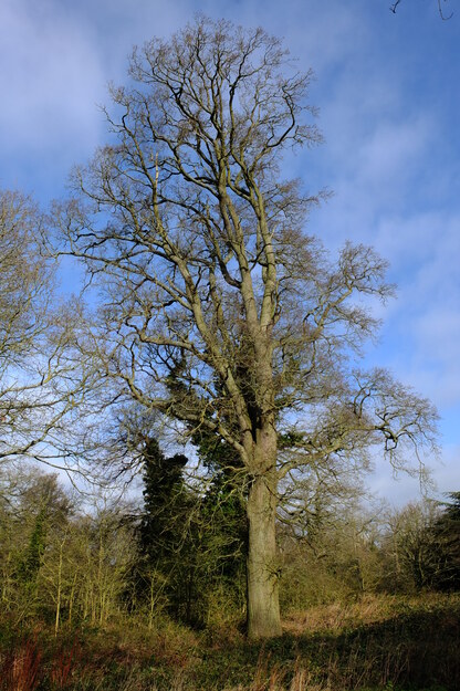 February tree photo