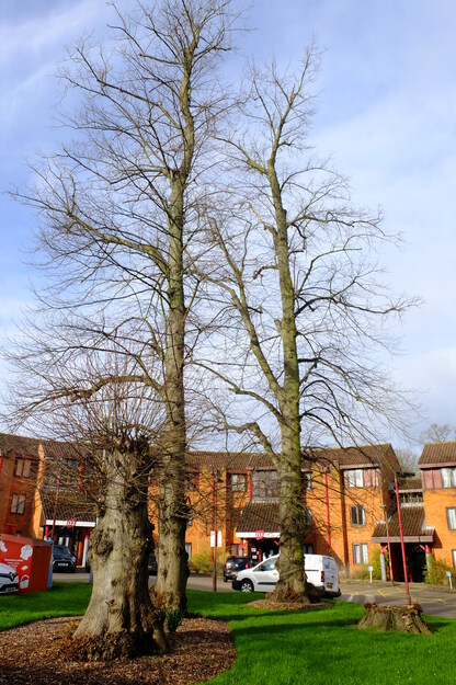 February tree photo