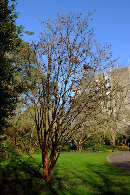 February tree photo