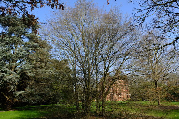 March tree photo