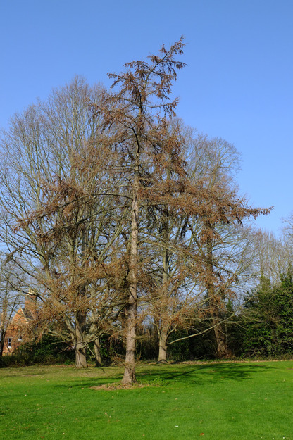 March tree photo