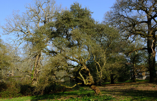 Wessex lakeside tree photo