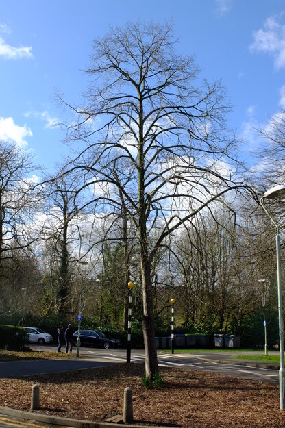 February tree photo