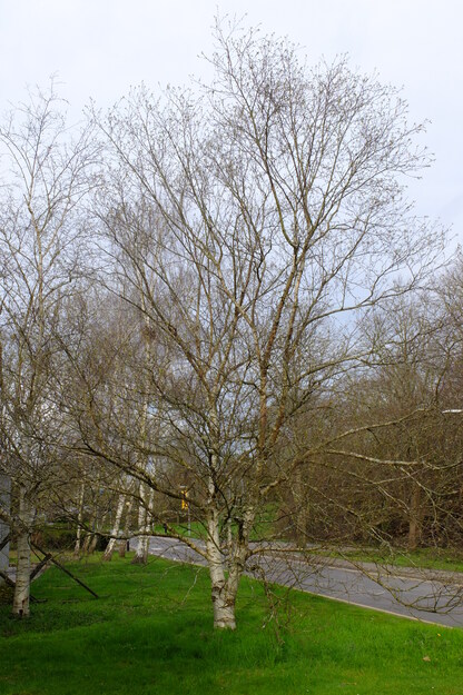 March tree photo