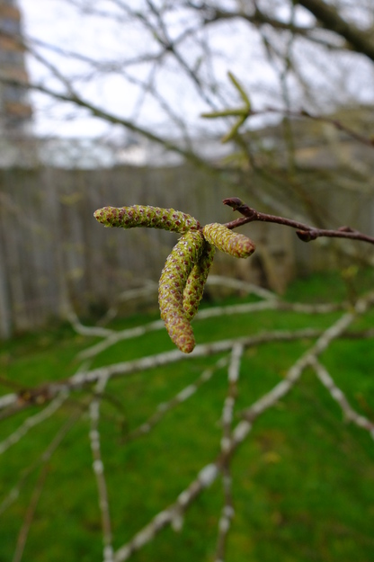 March close-up photo