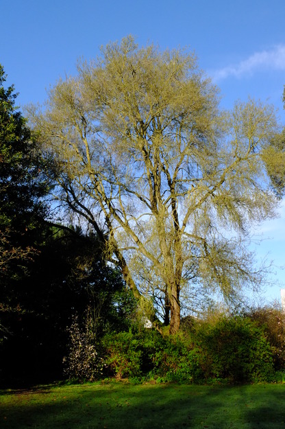March tree photo
