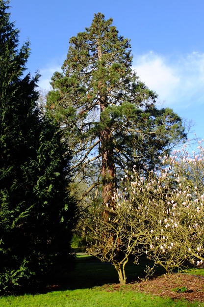 March tree photo