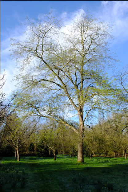 March tree photo