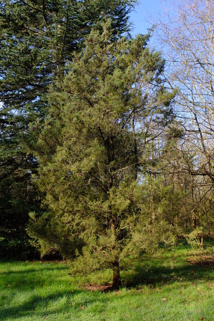 Photo of Juniperus phoenicea