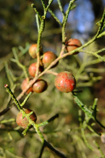 March close-up photo