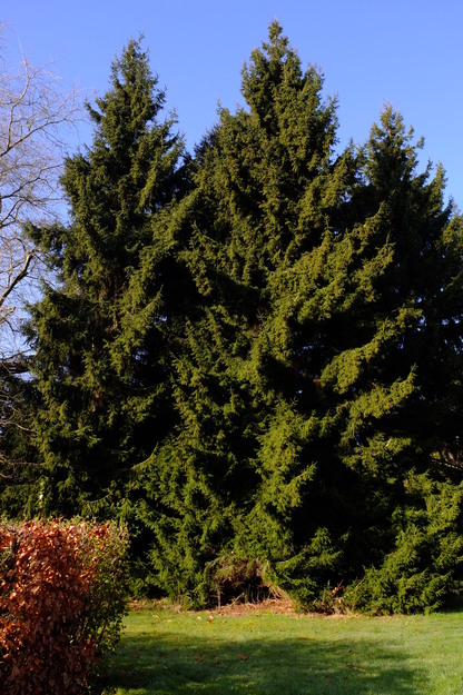 Photo of Picea orientalis