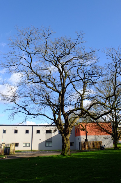February tree photo