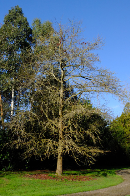 March tree photo