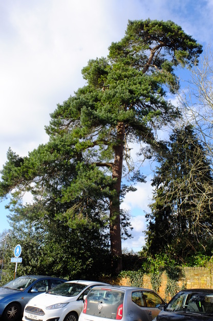 February tree photo