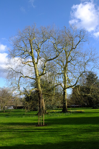 February tree photo