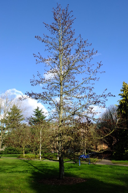 February tree photo