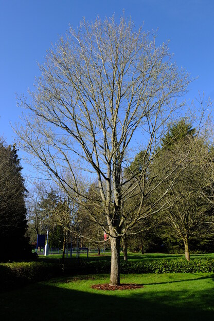 March tree photo