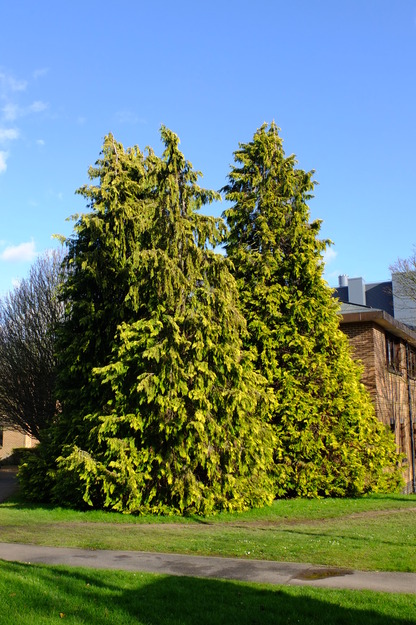 Polly Vacher West tree photo