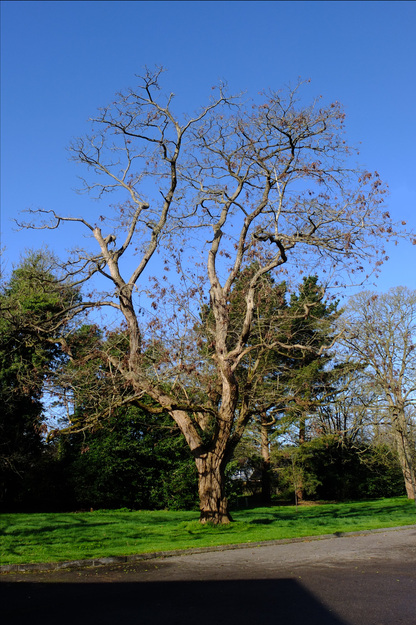 March tree photo