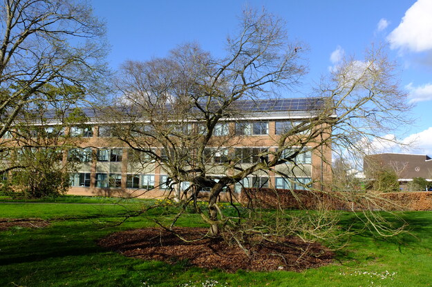 March tree photo