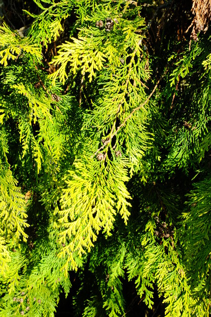 February close-up photo