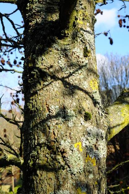 February close-up photo