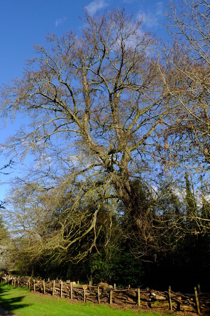 March tree photo
