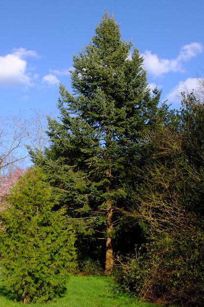 Photo of Pseudotsuga menziesii