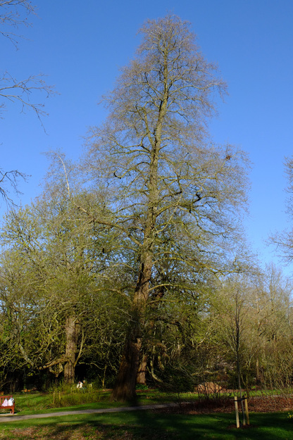 March tree photo