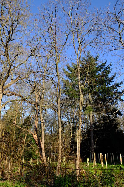 March tree photo