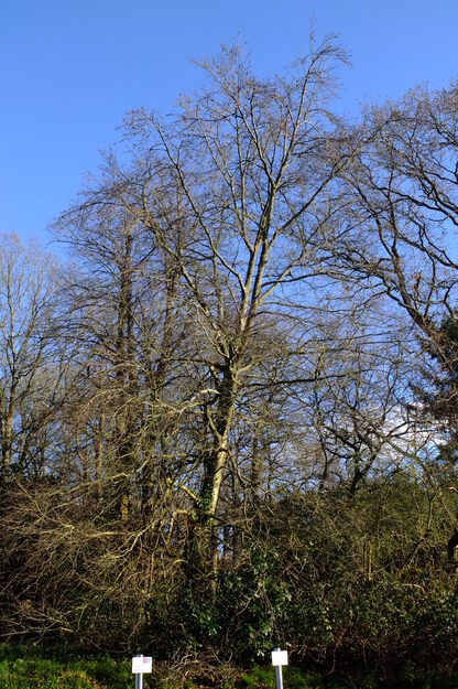 March tree photo