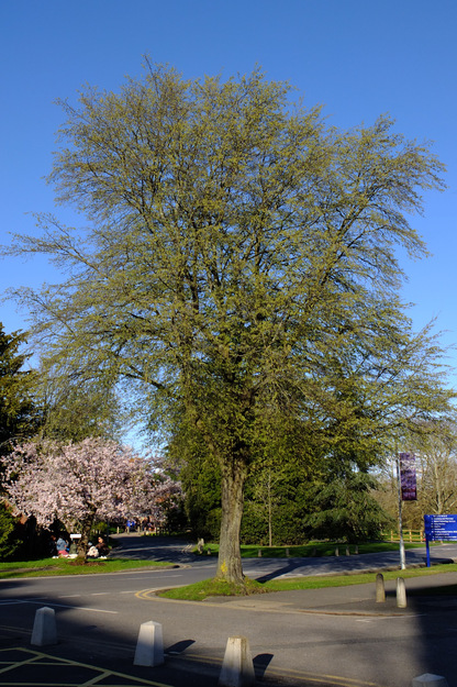 March tree photo