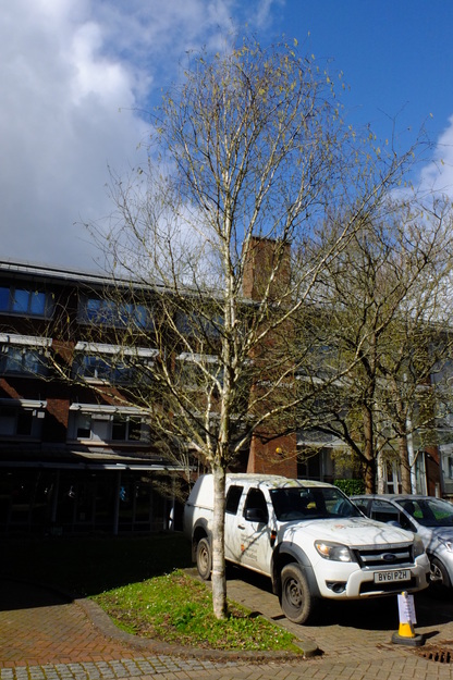Agriculture courtyard tree photo