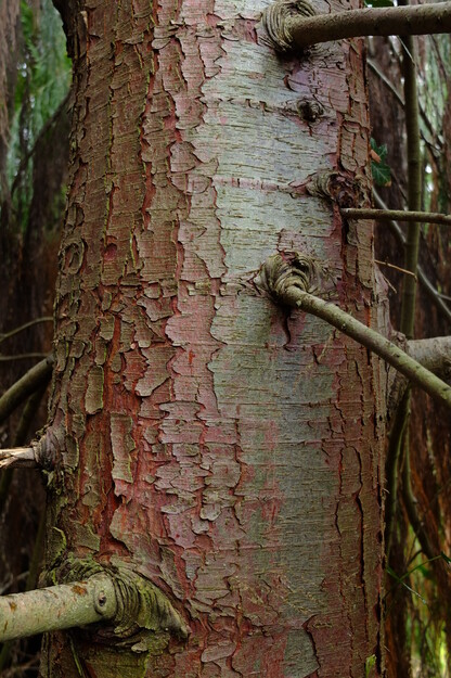 March close-up photo