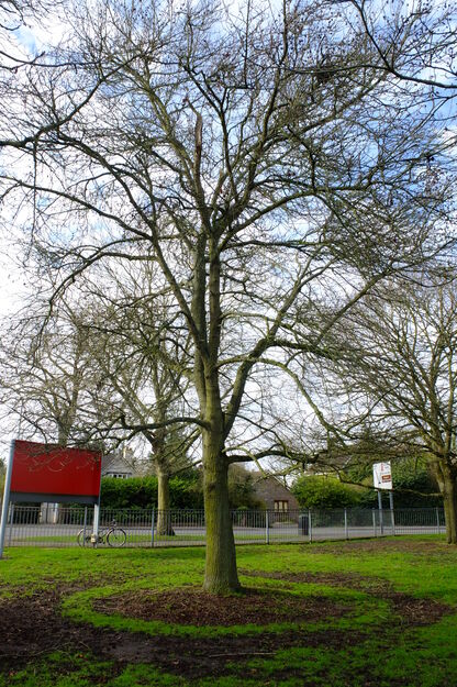 March tree photo