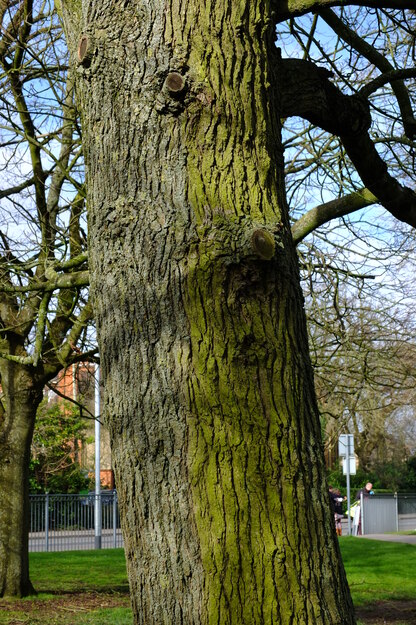 March close-up photo