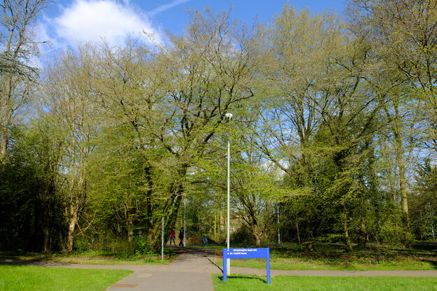 March tree photo