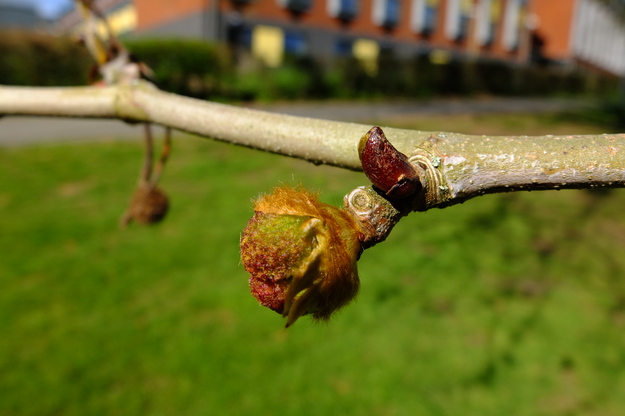 March close-up photo