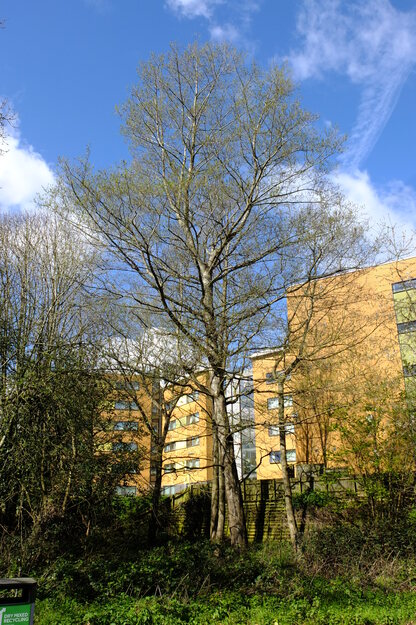 March tree photo