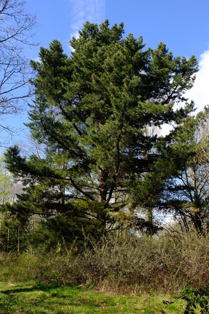March tree photo