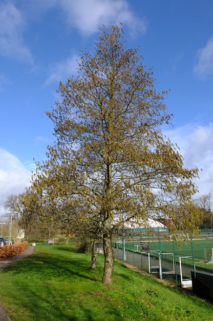 March tree photo