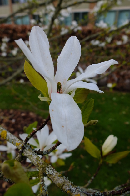 March close-up photo