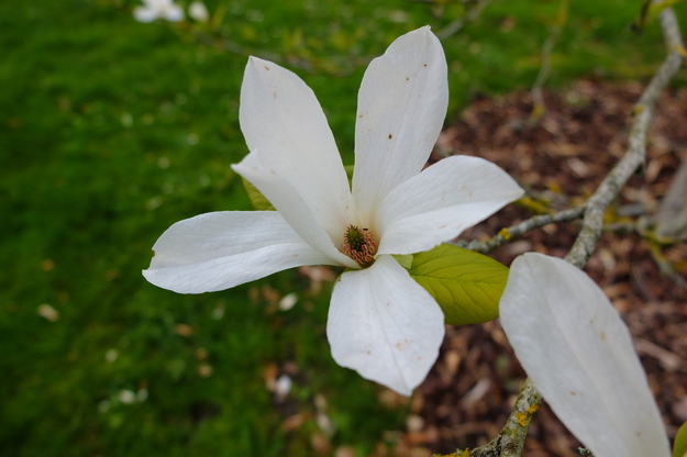 March close-up photo